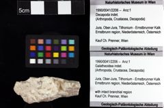 Foto (Objket + Etiketten) von Galatheoidea indet. 